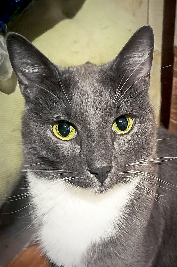 Ответ на пост «Все котов постят вот и я запощщу»