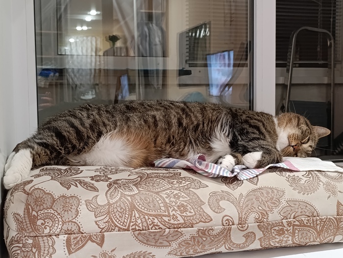 Кайф, когда есть собственная подушка во всё тело)