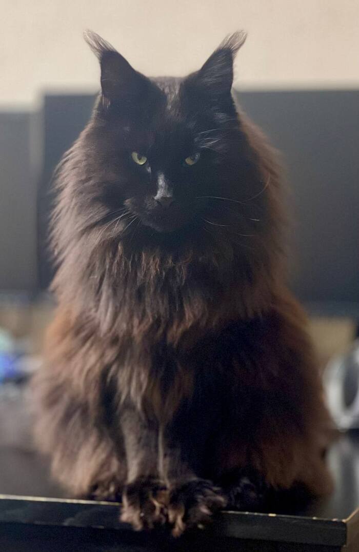 /    <!--noindex--><a href="https://pikabu.ru/story/otvet_gauree_v_vse_kotov_postyat_vot_i_ya_zaposhchshchu_13353294?u=https%3A%2F%2Ft.me%2Fkhan_cat&t=https%3A%2F%2Ft.me%2Fkhan_cat&h=1d401f4dd25ac7b665c898d5af5210eca2782cfc" title="https://t.me/khan_cat" target="_blank" rel="nofollow noopener">https://t.me/khan_cat</a><!--/noindex-->