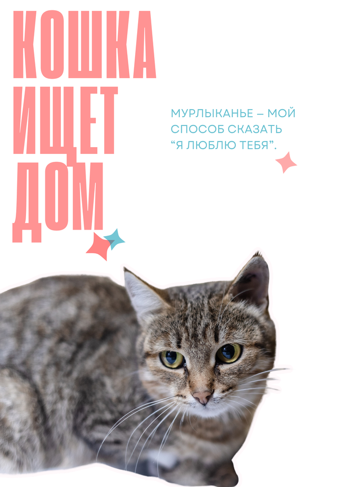 Кошка Анфиса ищет дом
