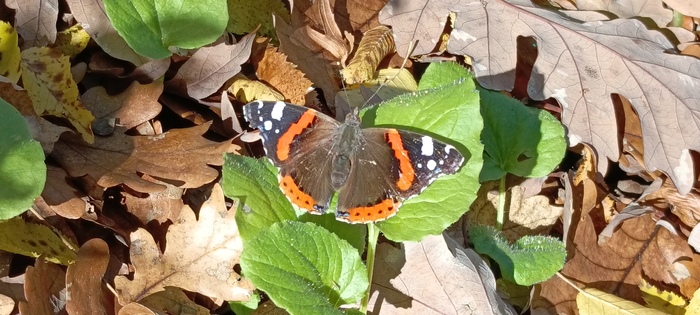     &#x1F923;     &#x1F609;