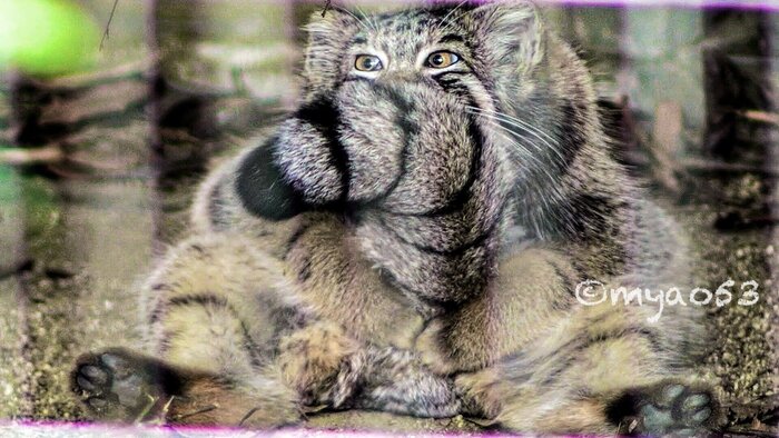 Кот тролль.