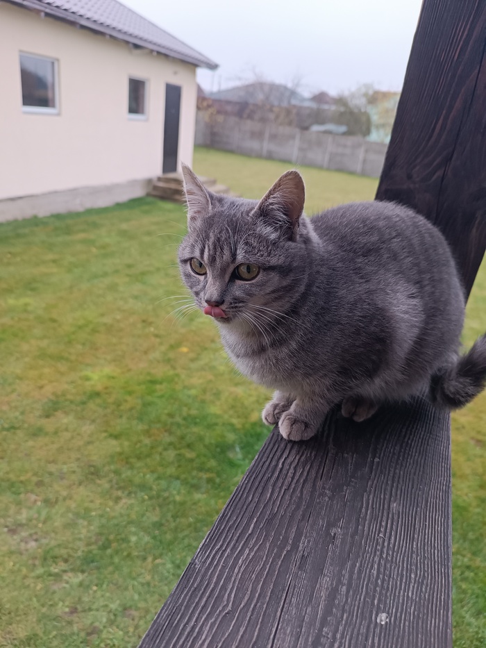 Ответ на пост «Все котов постят вот и я запощщу»