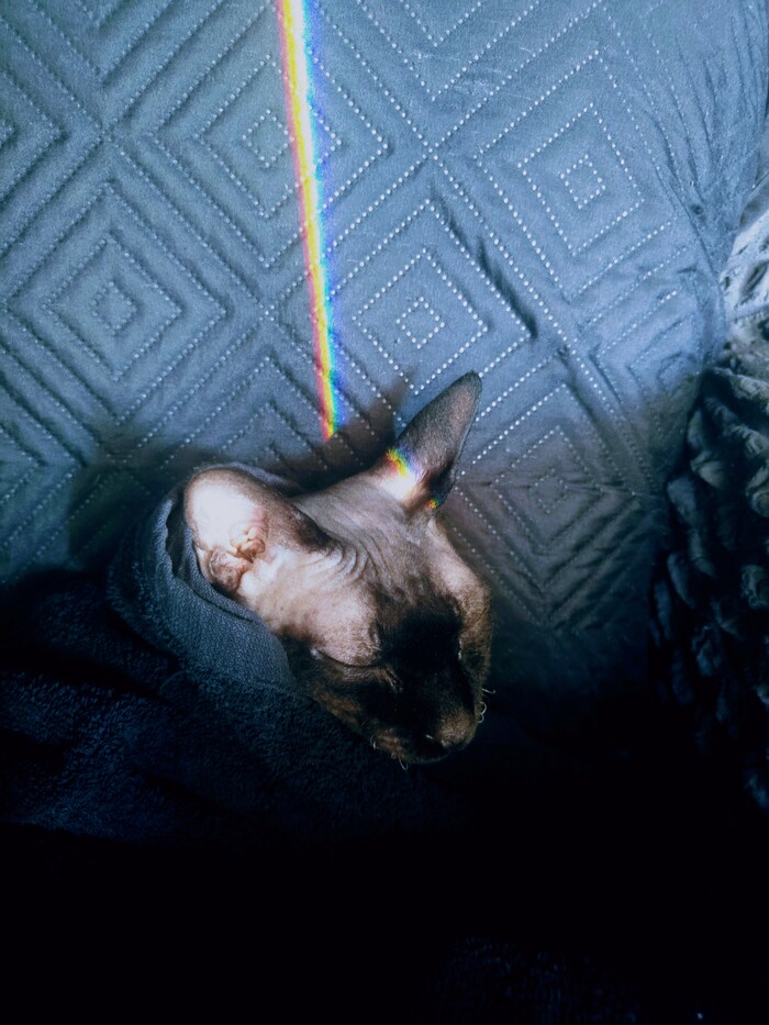 Котячий хюгге)