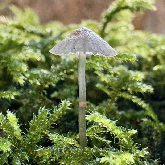 Маленький тонкий грибок