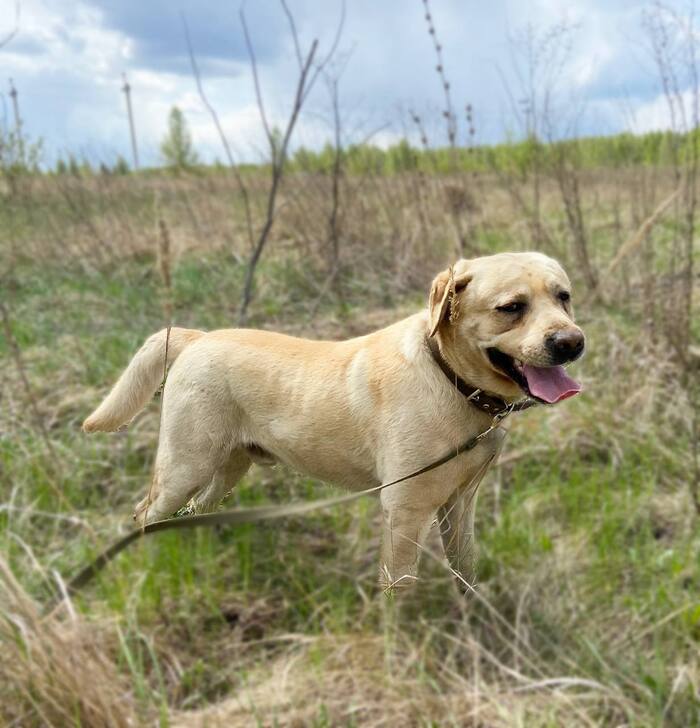 Лабрадор Майк так мечтает о Доме!