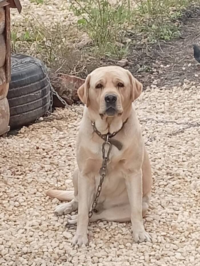 Лабрадор Майк так мечтает о Доме!