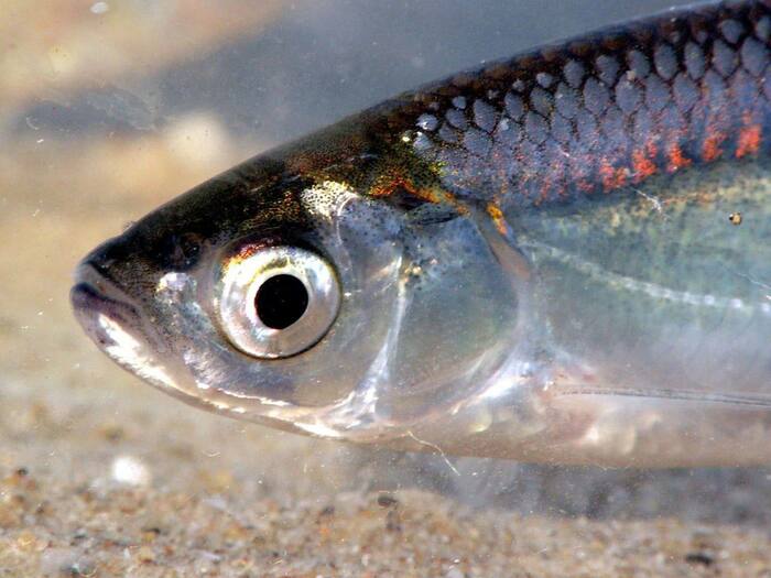 Ловля уклейки осенью