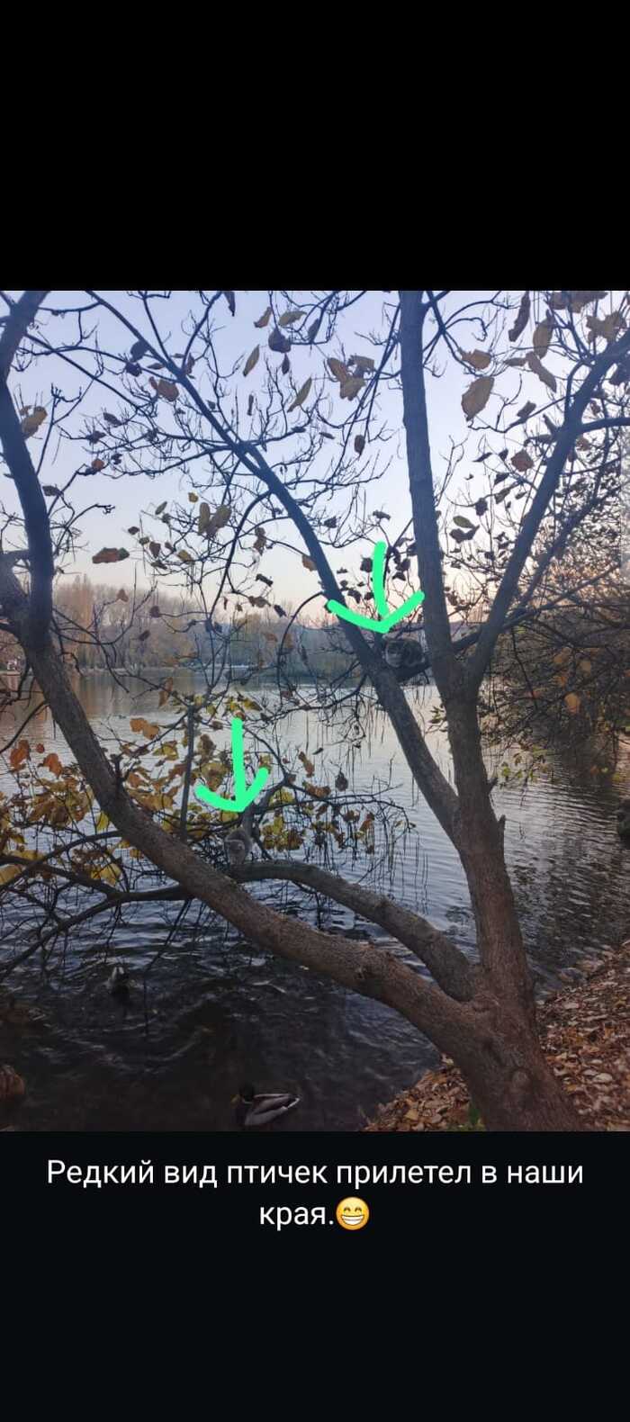 Когда захватил из дома кошачьего корма, чтобы покормить уток в парке