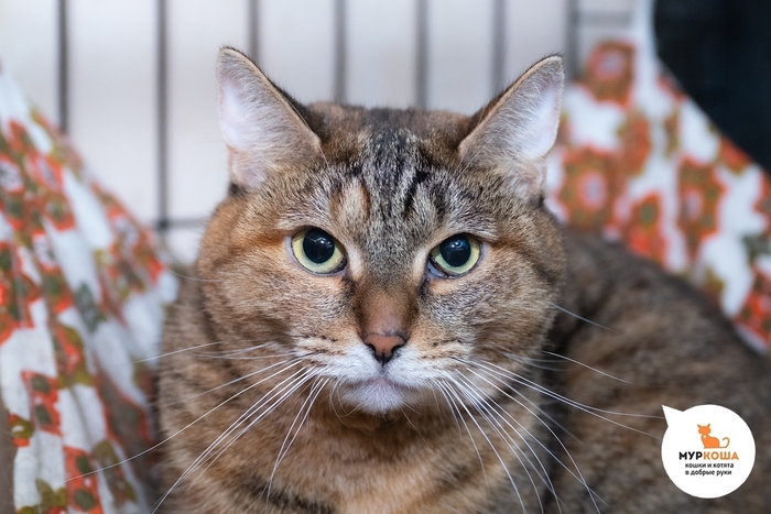 Кошка Фисочка, 5 лет, найдена на улице.