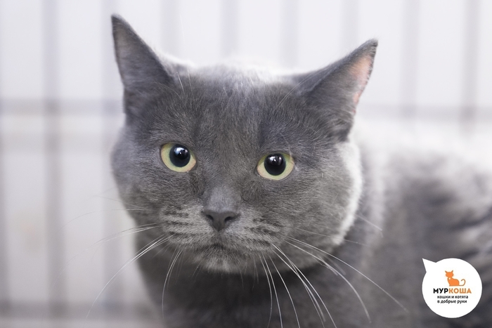 Кошка Нетания, 1 год, спасена из переполненной квартиры.