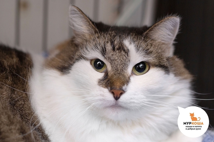 Кошка Адора, 5 лет, найдена на улице.