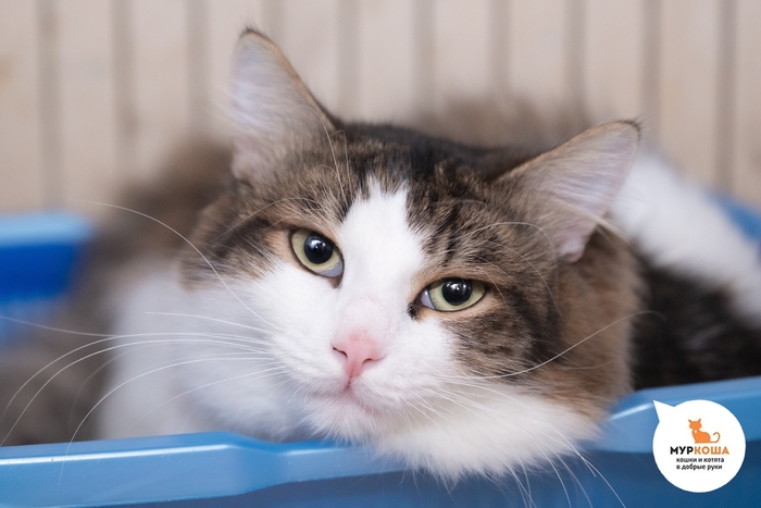 Кот Айто, 1 год, найден на улице.