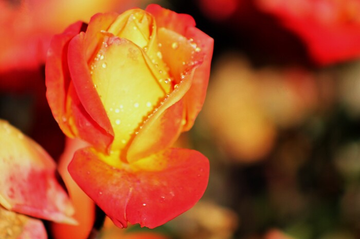 ,  -   ? ,      -  .     )