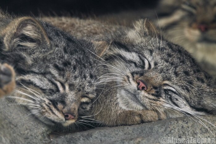 Сладких снов ...