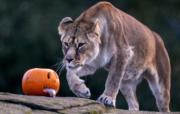        , //: Jeff J Mitchell/Getty Images