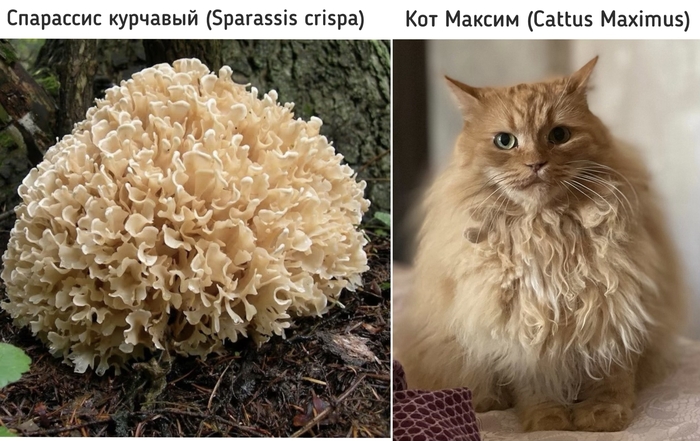 Мой кот Максим - гриб