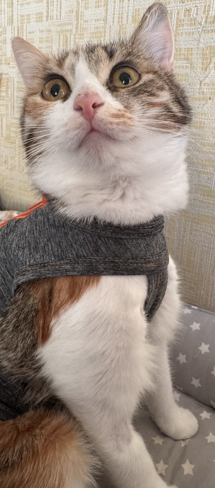 ������ � ��������