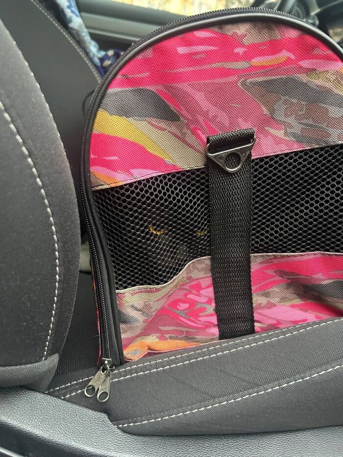 886 хвост нашел свой новый дом. Киса, которую очень хотела усыпить хозяйка, так как она старая, поехала в новый дом