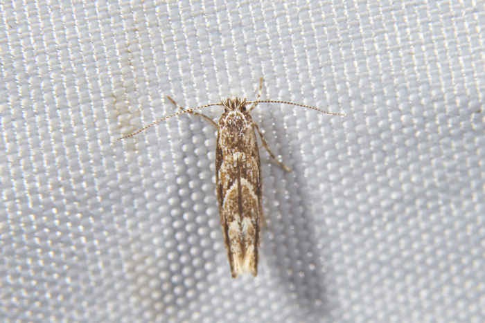 Ну Phyllonorycter issikii (Липовая Моль-Пестрянка) всегда можно узнать. Всегда готова пожевать липу...