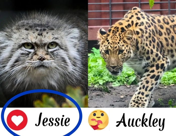 Поможем Джесси выиграть! Финал