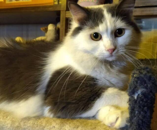 Сладкий Котик Зефирчик ищет хозяйку сладкоежку!