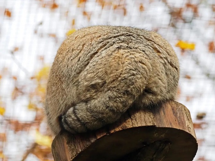 Толстый хвостик