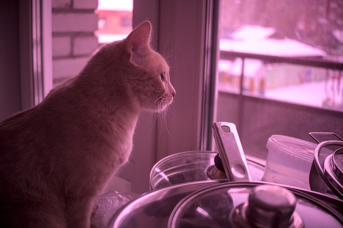 Этюд с котом