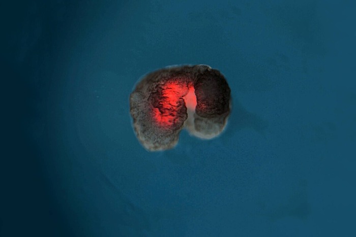   ,   ! /  <!--noindex--><a href="https://pikabu.ru/story/ksenobotyi_sinteticheskie_organizmyi_zhivushchie_do_10_dney_13373084?u=http%3A%2F%2Fparismatch.com&t=parismatch.com&h=1cf6f150ac1fff1da6d0db4cc5b8fecb741766e9" title="http://parismatch.com" target="_blank" rel="nofollow noopener">parismatch.com</a><!--/noindex-->