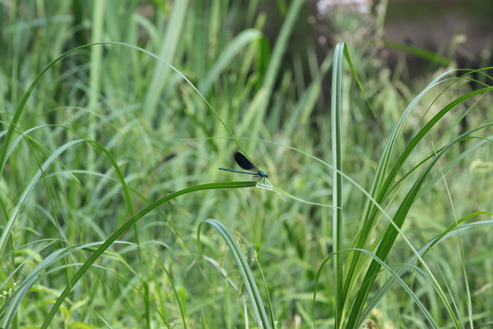  (  ) - -!    (. Calopteryx virgo)  ,    .