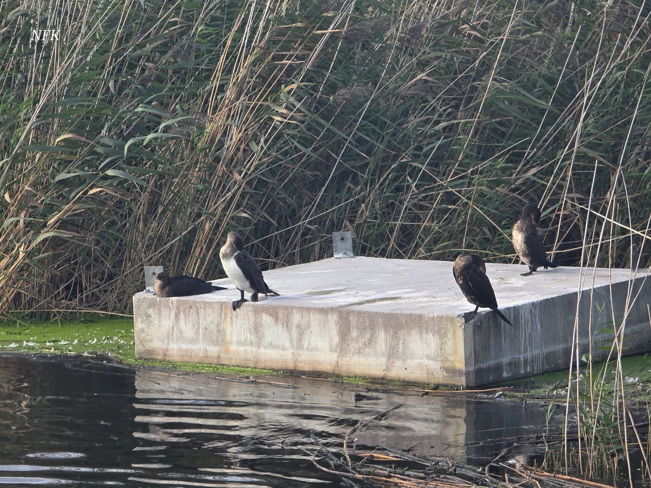 Cormorant - Series Animals, My, Kaliningrad region, Kaliningrad, City walk, Street photography, The photo, Birds, Animals, Amber, Longpost, Cormorants