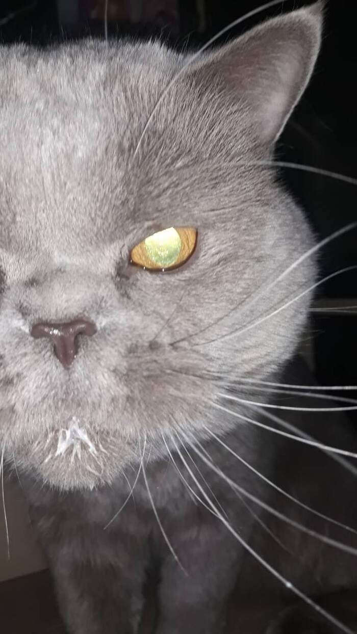 Кот начал храпеть