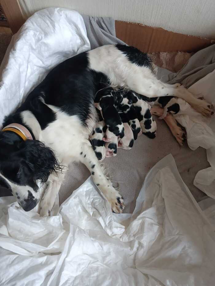 А у нас тоже родились щенки РОС