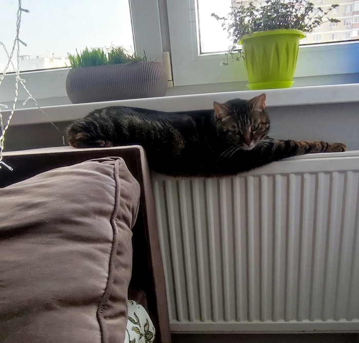 Ответ на пост «Покажи своего питомца!»