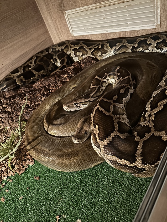 Питóнец и Кусалочка, два тигровых питона 7 и 5 лет от роду.