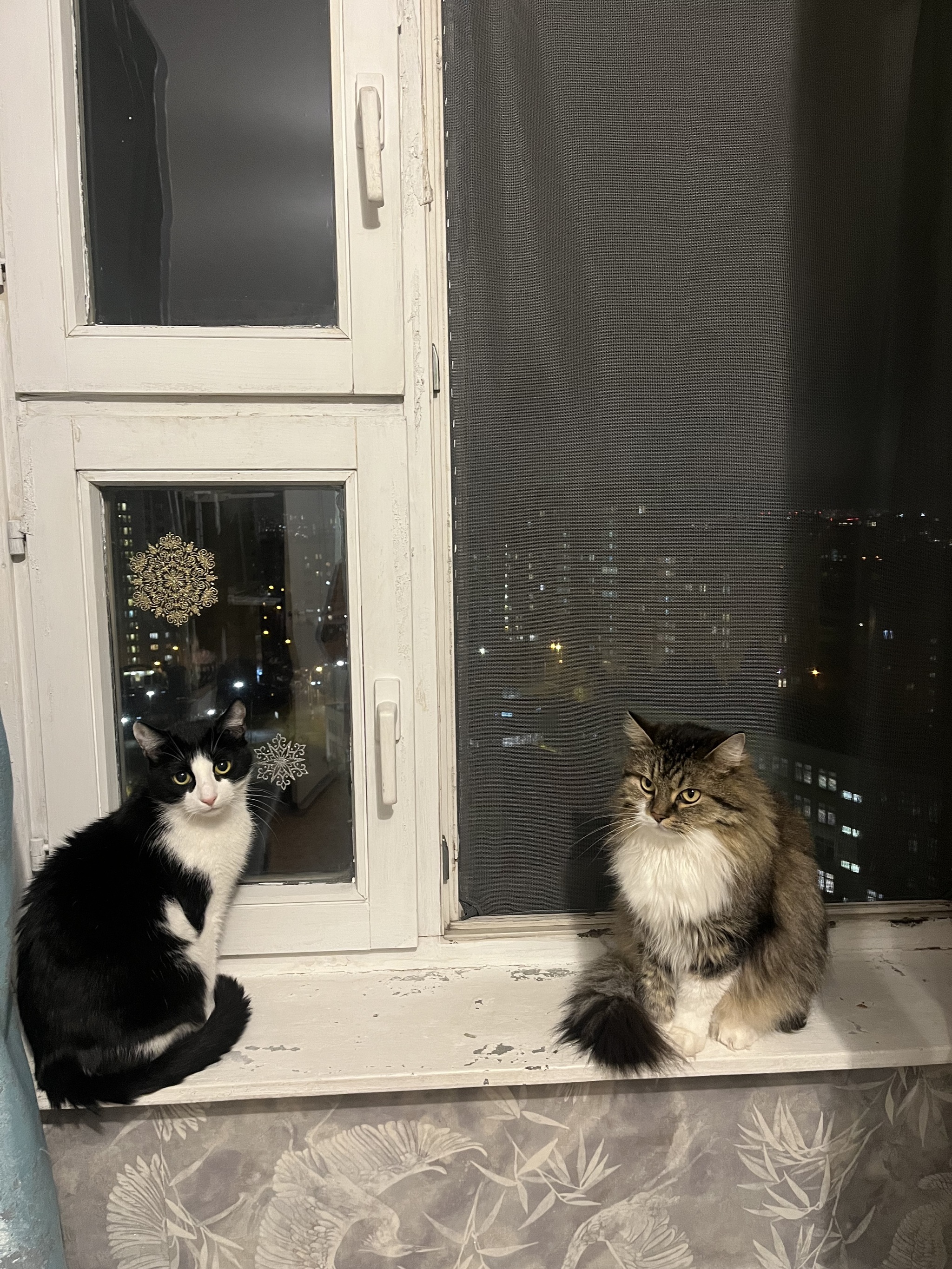 I'll tell you an unusual story that I couldn't even imagine in my life) It's both funny and sad - My, In good hands, Annexe, cat, Question, Ask Peekaboo, Longpost