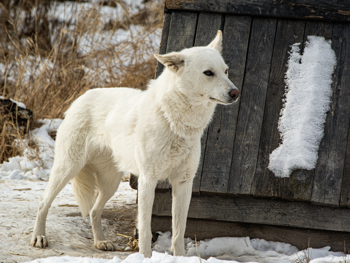 &#x1F43A;&#x1F43A;&#x1F43A;