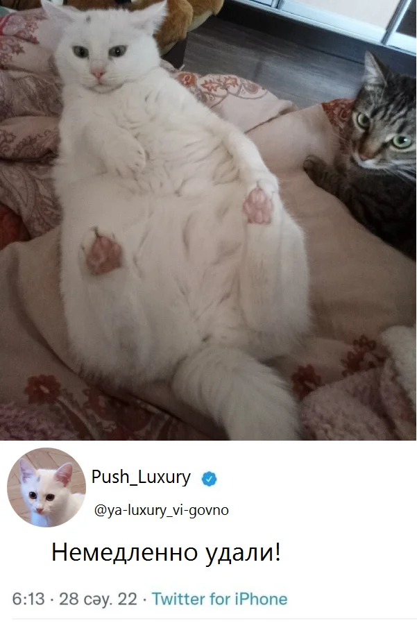 Немедленно удали! - Моё, Photoshop, Кот, Юмор