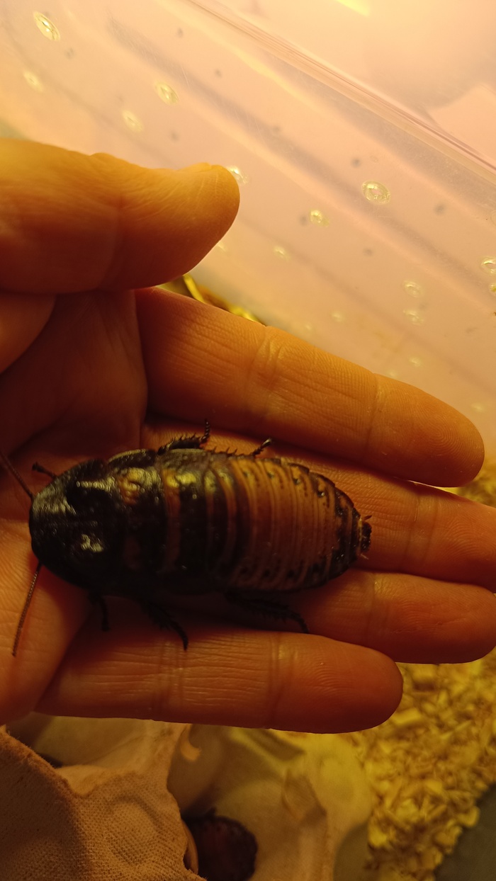 Ответ на пост «Покажи своего питомца!»