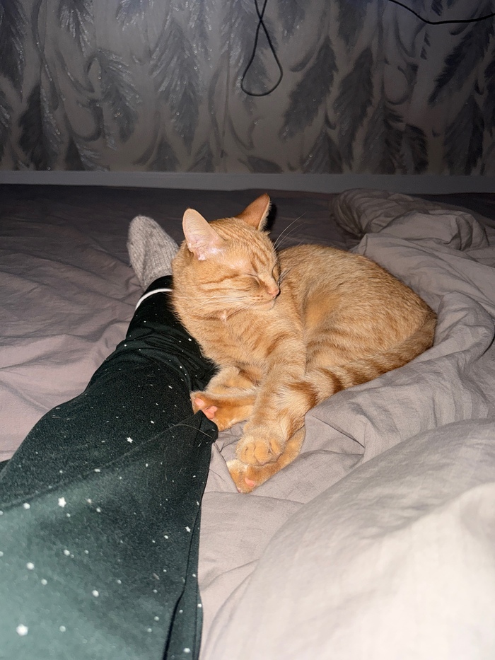 Не ожидала , что мой кот залетит в «горячее»