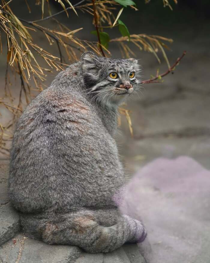 Янтарные глаза