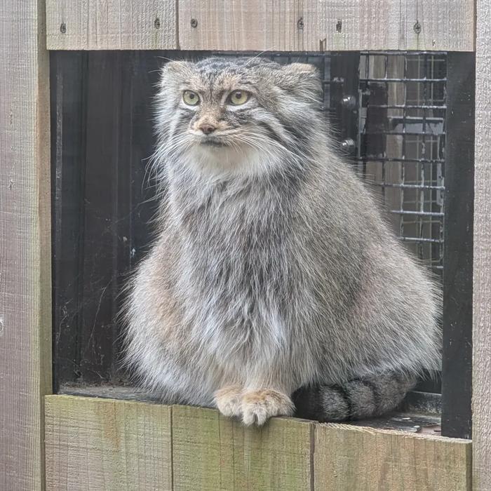 Изучаем геометрию с Оливой