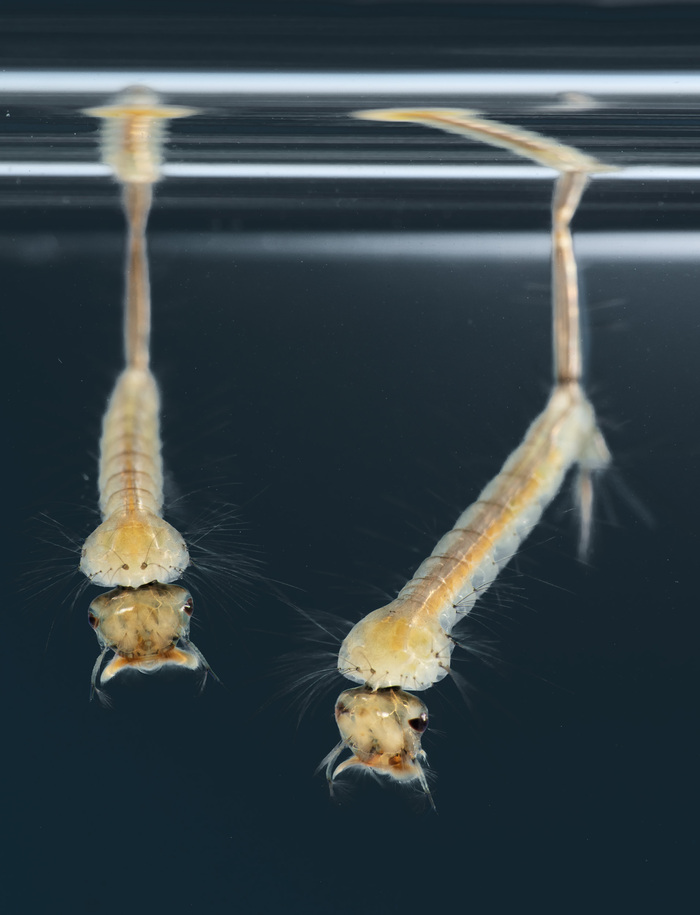 Личинки комаров, обнаруженные в бочке с водой на даче. Наверняка многие видели таких забавно дергающихся "червячков" в различных стоячих водоемах. Так вот это были они, личинки кровососущих комаров.