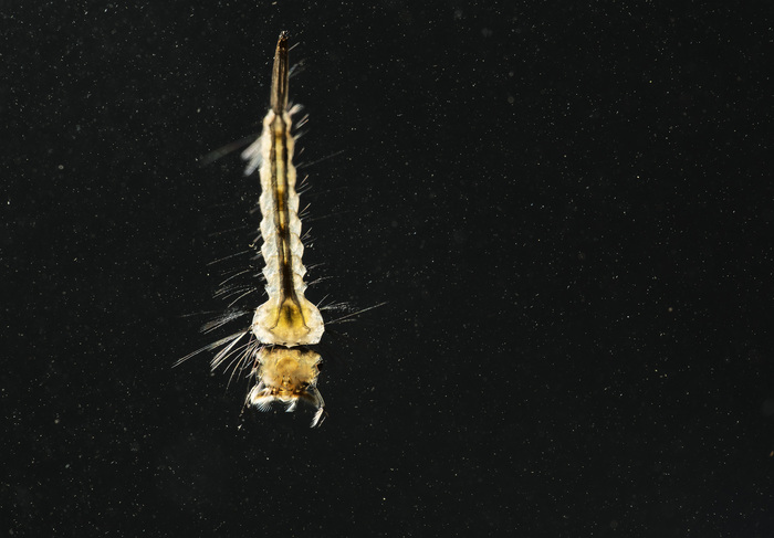 Все эти белые точки это микроскопические водоросли, мелкие планктонные животные и прочая вкуснотища.