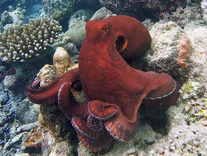  Octopus cyanea