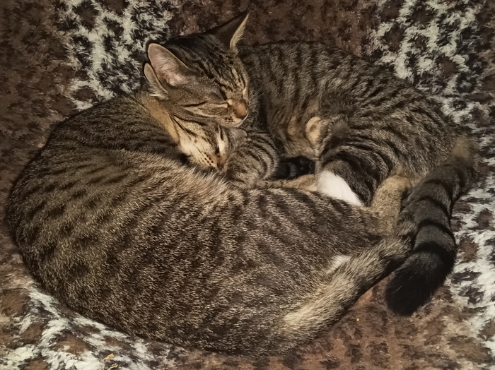 Ответ на пост «Покажи своего питомца!»