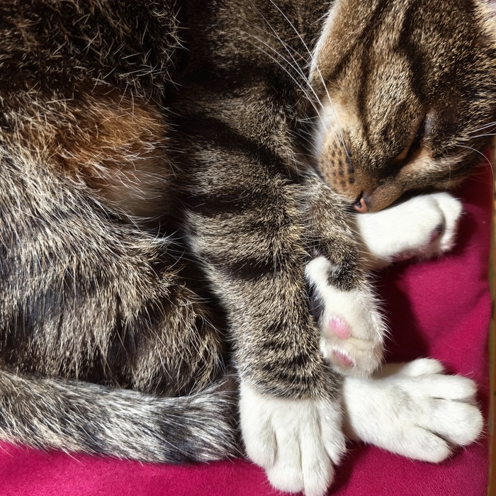 Квадрат Катевича