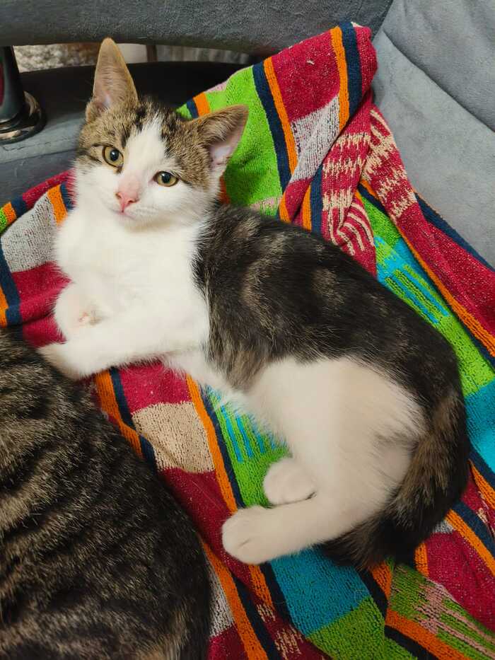 Малышка ищет Дом. Санкт-Петербург