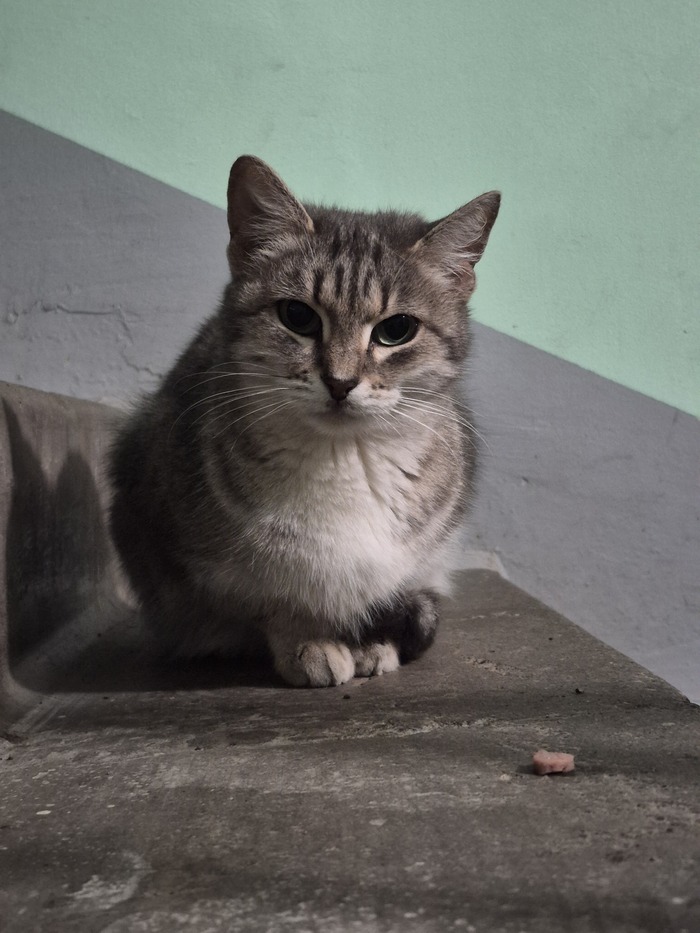 Вчера приходила опять ловить кошечку, но она очень осторожная, к еде подошла только за решёткой, при любом движении сразу убегала, видно совсем зашугали кисулю.