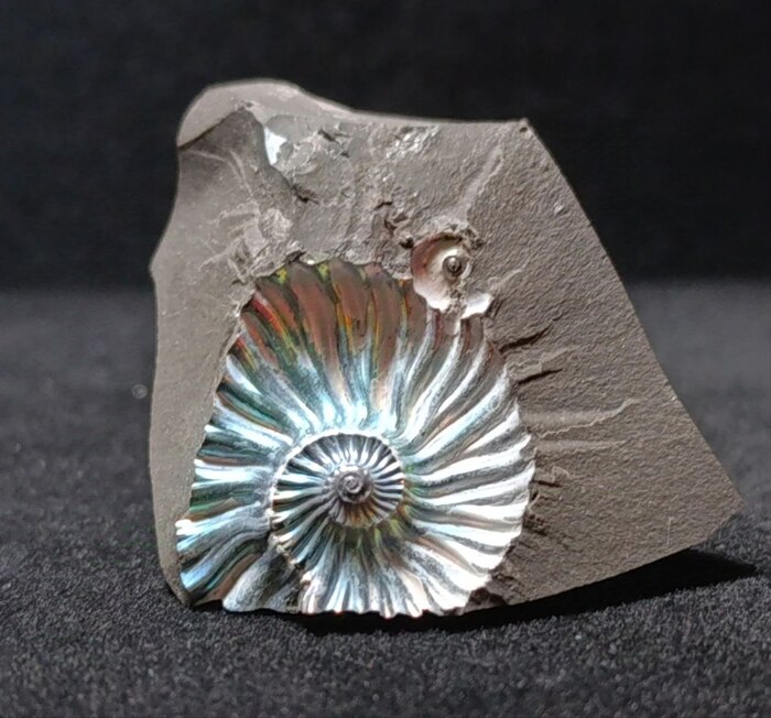        .  4.5  5  2    "  2025" 